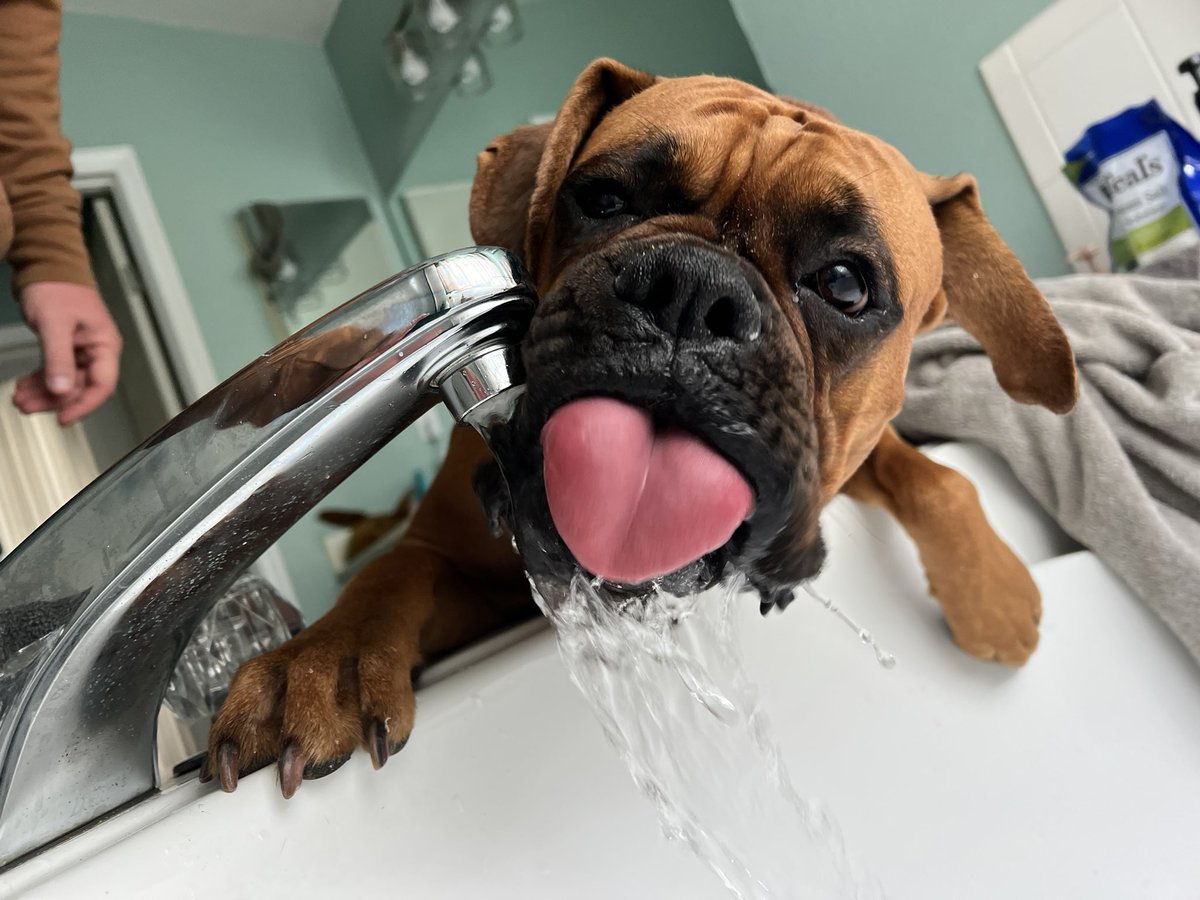 BakerBLeavitt's tweet image. More dog pics on Twitter.  #boxersoftwitter #boxerdog #boxerdoglover #jesco