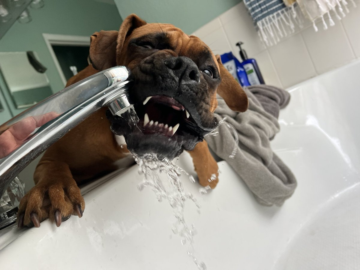 BakerBLeavitt's tweet image. More dog pics on Twitter.  #boxersoftwitter #boxerdog #boxerdoglover #jesco