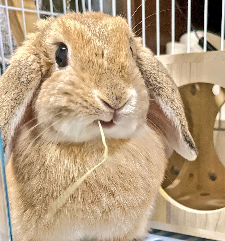 mlkchcusa's tweet image. ロップイヤーのみるくとライオンラビットのちゃこです🐰よろしくお願いします🐰
#うさぎ #うさぎのいる暮らし #うさぎ好きさんと繋がりたい