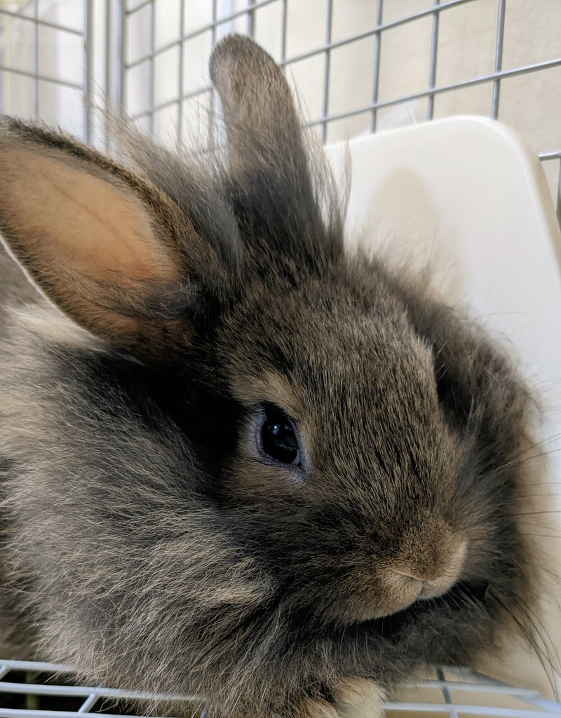 mlkchcusa's tweet image. ロップイヤーのみるくとライオンラビットのちゃこです🐰よろしくお願いします🐰
#うさぎ #うさぎのいる暮らし #うさぎ好きさんと繋がりたい