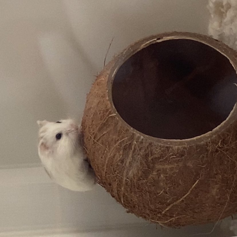 poopyball69's tweet photo. @tinyhamstergirl real Moment a https://t.co/1WdRn8UUAP