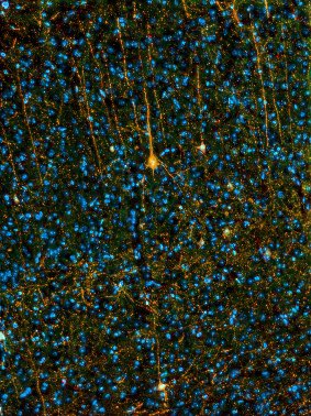 Rachel Friesen tweet media