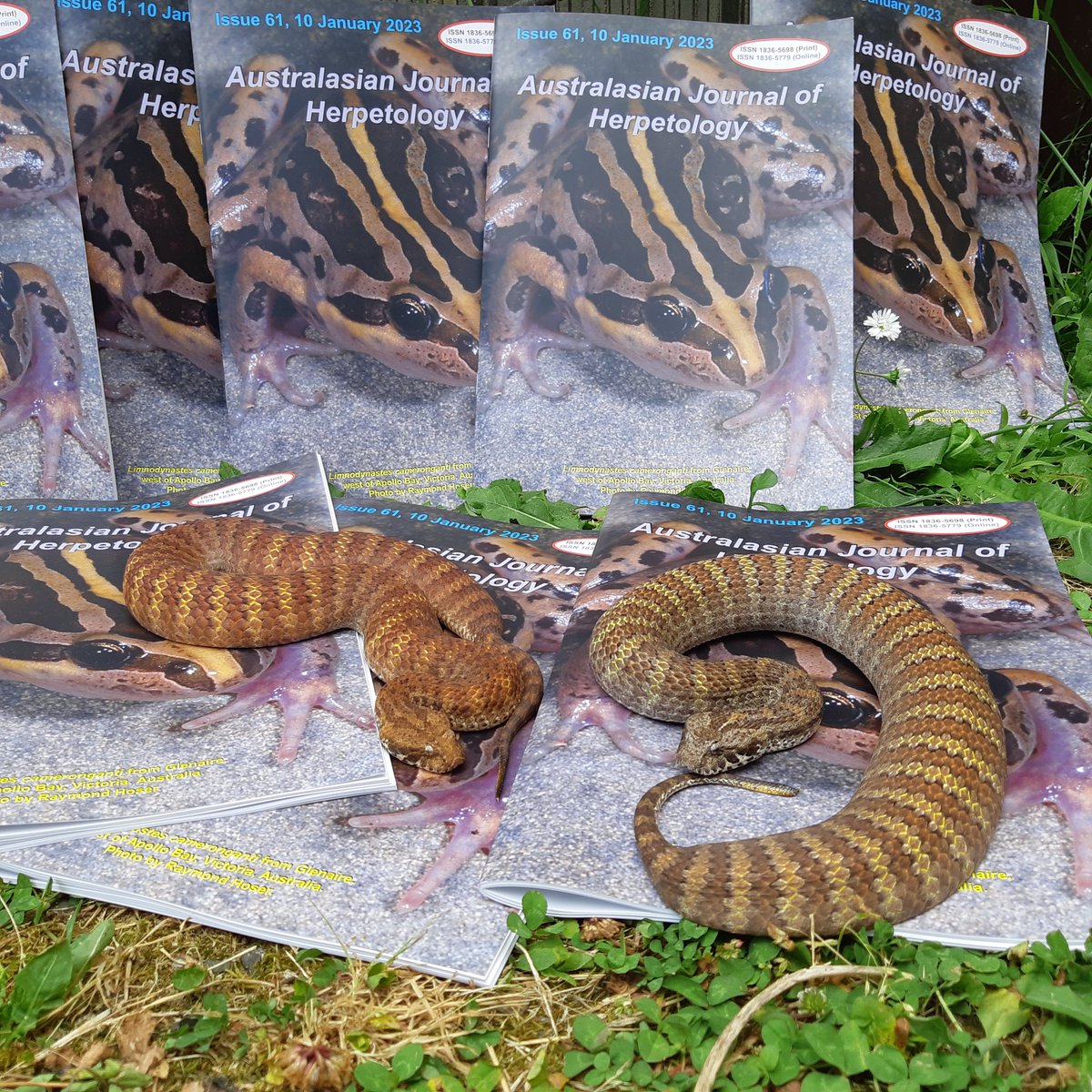 therealsnakeman's tweet photo. Several new species of Vipers formally discovered and named in southern Europe. AJH 61 available now! #newspecies #newvipers #snakes #newspeciesofvenomoussnake https://t.co/IHxKaLpGBb