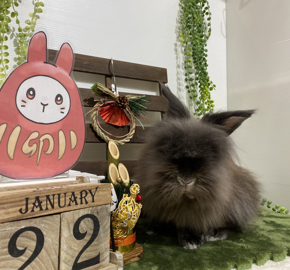 sippo_shibamata's tweet photo. シリウスちゃんグルーミングお疲れ様でした🌟
今日はハロフォト撮影会もありました‼️たくさん撮られたね���

#うさぎのしっぽ #うさぎのしっぽ柴又店 #撮影ブース #グルーミング #うさぎだるま #うさぎ #rabbit #またのご来店お待ちしております https://t.co/ZzyWg9c08q
