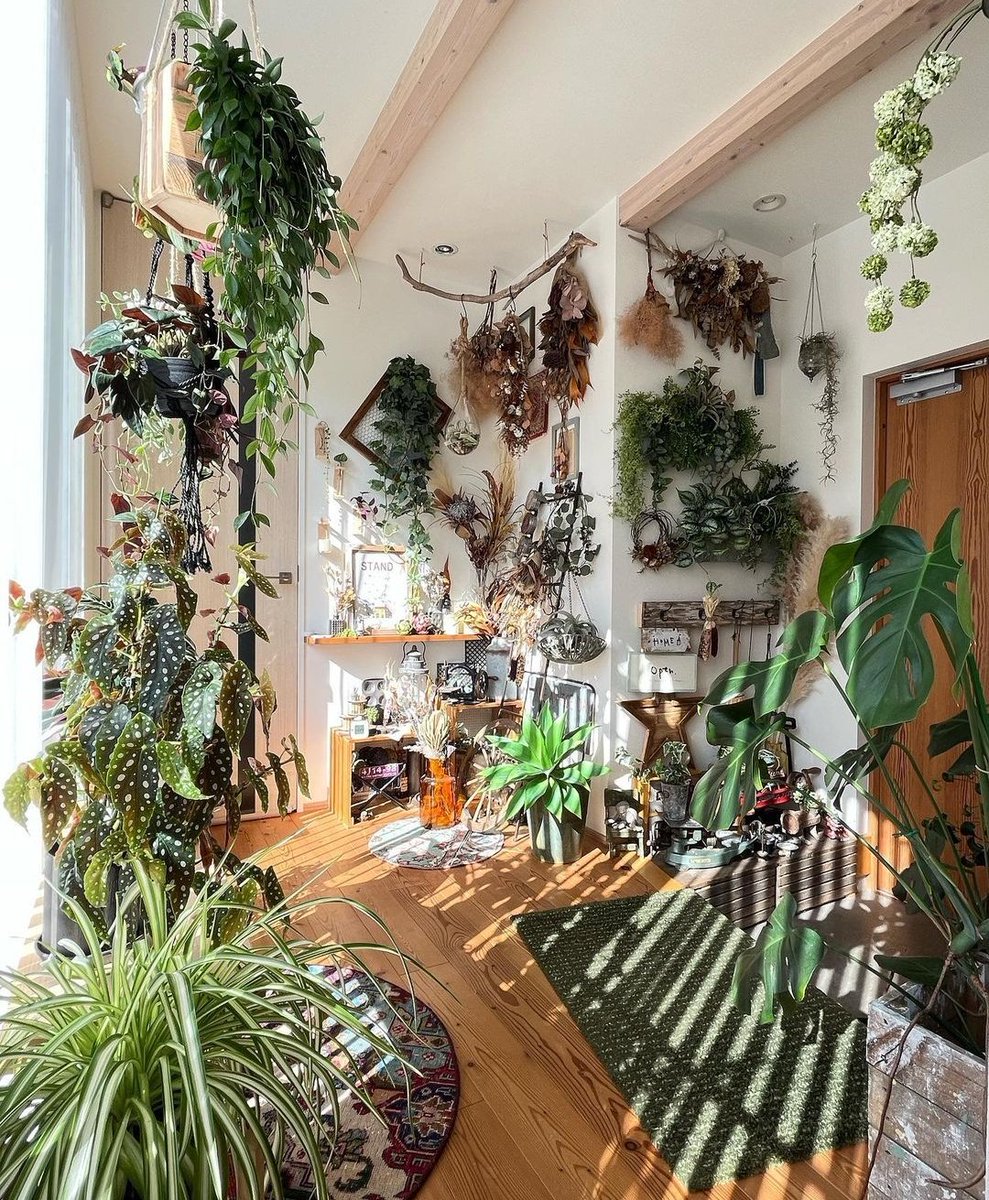 HobbyistPlant's tweet photo. Sunlight and plants 🌿 https://t.co/42pCaWShdC