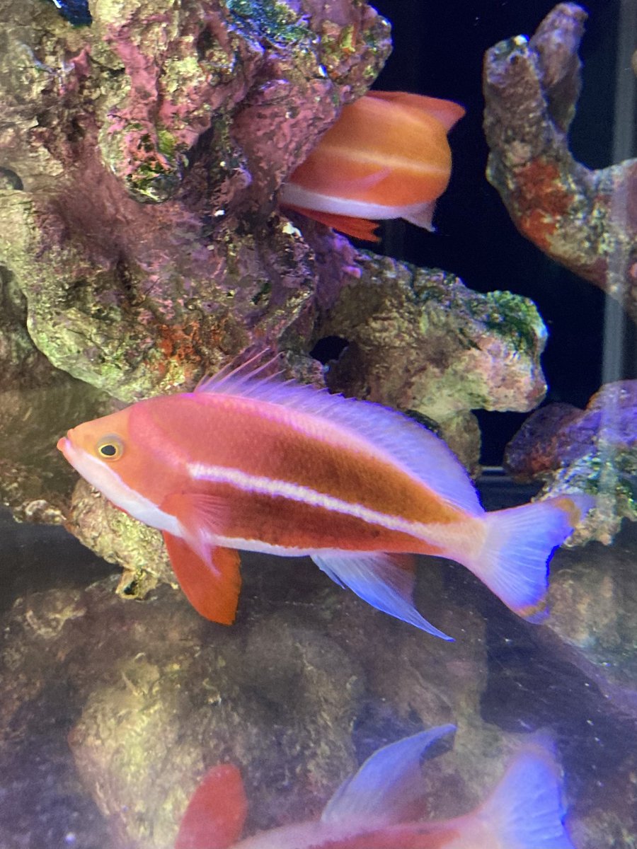 basabei's tweet image. ストライプアンティアス
良い感じでオスの婚姻色が出ている。
後ろは2番手のオス、手前の個体に
押されてるので、やや体色が薄い。