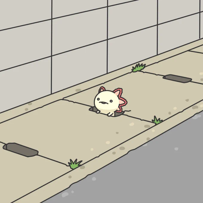 側溝にはまってしまったウーパールーパー 