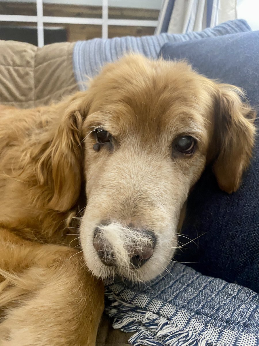 “Now I know why mom and dad are always complaining about all the excess of dog hair around here!”
—Ernie
#dogsoftwitter #dog #grc #dogs #dogcelebration #goldenretriever #doghair #goldenretrievers