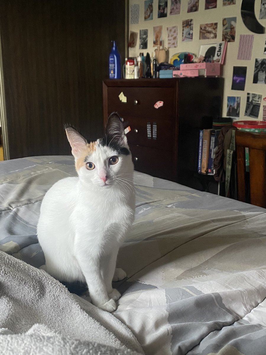 jay_onpluto's tweet photo. What should I name my new kitty? https://t.co/onqiR9BFzT