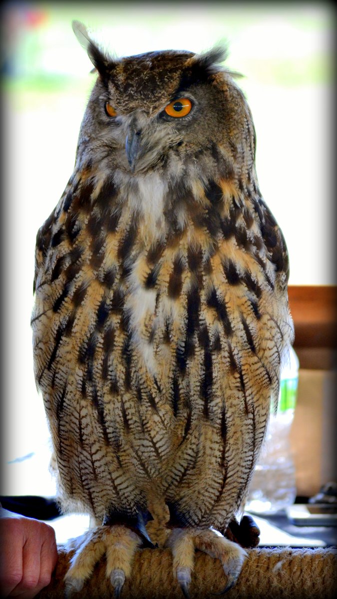 Juli_K's tweet photo. @sykesjeff This great horned owl considers herself to be even fancier... #wildlifephoto #greathornedowl #featherpatterns https://t.co/DZMVFHz2cB