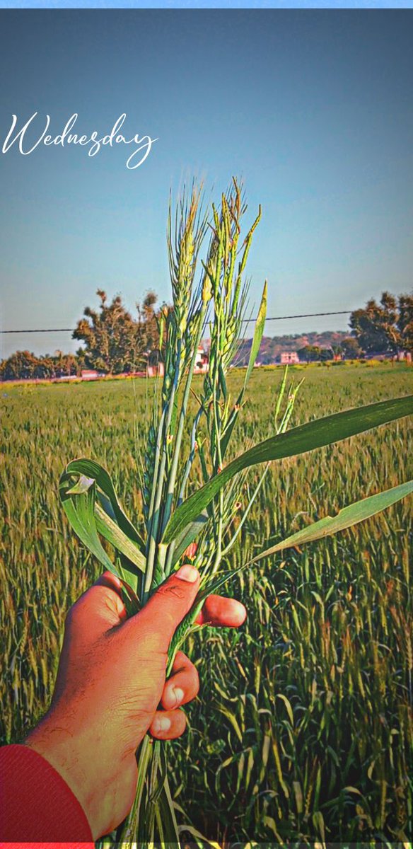 hemantsamleti7's tweet photo. #कृषिपर्यवेक्षक_के_पद_सृजित_कर_भर्ती_जारी_करो
 कृषि मंत्री जी राज. में 12000 ग्राम पंचायतें है। उनमें से 7904 पंचायतों पर ही कृषि पर्यवेक्षक हैं 
4000 ग्��ाम पंचायतों पर पद सृजित कर #नई_कृषि_पर्यवेक्षक भर्ती शीघ जारी करें
@KatariaLalchand
@RajCMO 
@ashokgehlot51
@hemantsamleti7 https://t.co/tJpk2YbFDt