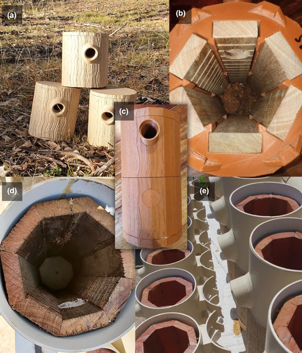 #AustralEcology (@australecology) on Twitter photo Nest boxes offer important habitat. New study in #AustralEcology tests the internal climate of artificial nestboxes showing the importance of double-walled interiors when using plastic nestboxes. <a href="/Mick_Callan/">Mick Callan</a>  
@D0CT0R_Dave <a href="/WileyEcolEvol/">Wiley Ecology & Evolution</a> <a href="/EcolSocAus/">Ecological Society of Australia</a> 
bit.ly/3WtZOsY Nest boxes offer important habitat. New study in #AustralEcology tests the internal climate of artificial nestboxes showing the importance of double-walled interiors when using plastic nestboxes. <a href="/Mick_Callan/">Mick Callan</a>  
@D0CT0R_Dave <a href="/WileyEcolEvol/">Wiley Ecology & Evolution</a> <a href="/EcolSocAus/">Ecological Society of Australia</a> 
bit.ly/3WtZOsY