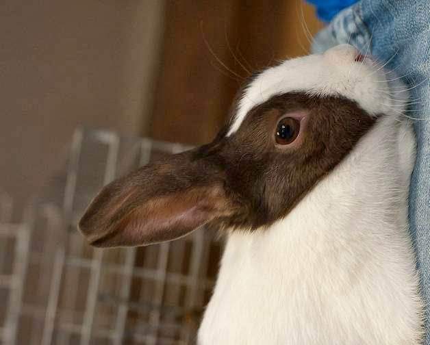 Duck Rabbit. https://t.co/uHQ816cX7j