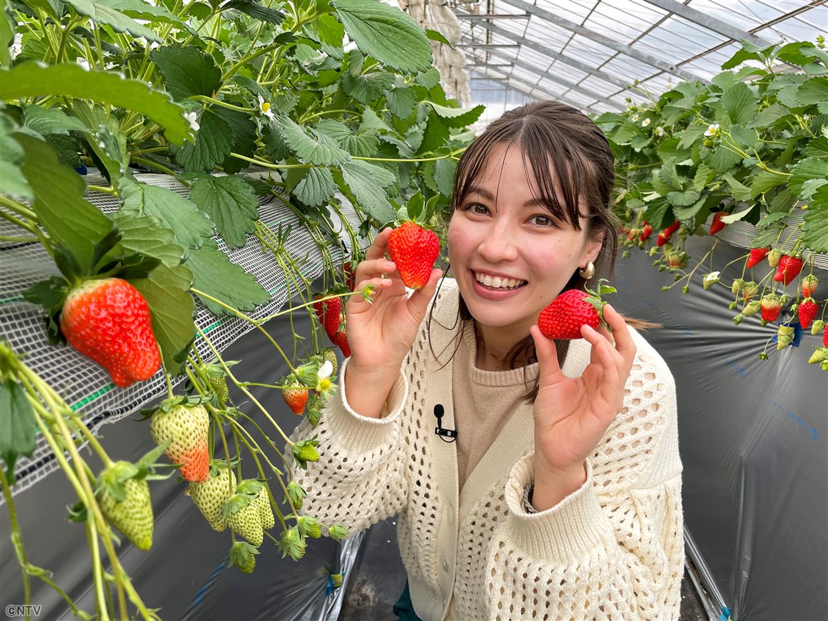 なぜ、日本人はイチゴ🍓が好きなのか❓ イチゴの季節到来！ 新しい品種