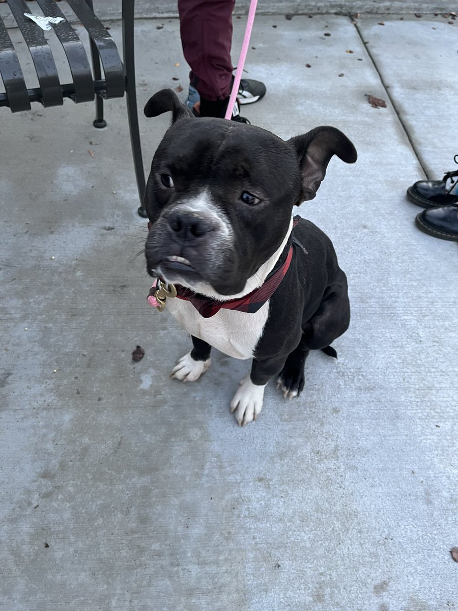 ShadyTheDog1's tweet photo. They. Brought. Home. A. Hell. Hound. 

What were they thinking? He’s got entirely too much energy and NO manners whatsoever. Oh and he DROOLS. Gross. He already tried to jump on me AND HE BIT ME (got my collar so I’m ok). https://t.co/Ha6FapwxsF