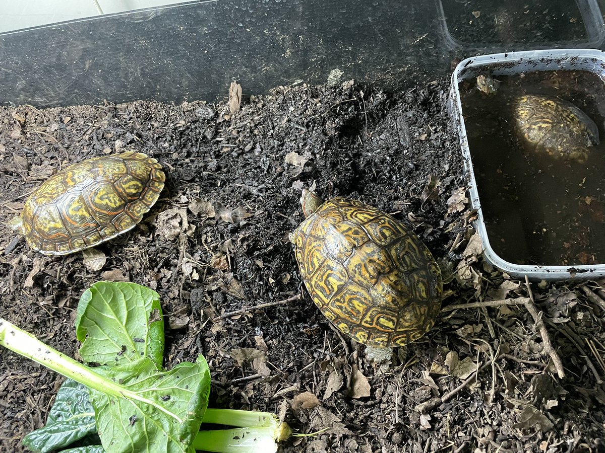 yutayuta72's tweet photo. なんだか全てオスな気がするオスダラケ
アカスジヤマガメ
#コスタリカアカスジヤマガメ
#マンヤマガメ
#アカスジヤマガメ https://t.co/SuGCBIy675