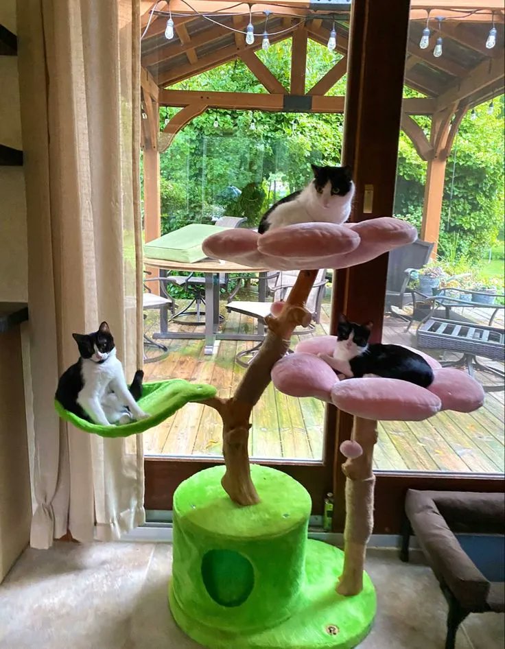 Safest & Best Cat Trees for Luxury Cats 
buff.ly/3CRHdjF  #catsontwitter #catsoftwitter #cattree #cattower #CatsOfTwitter #cat #kitten #cattower #sundaymorning #catoftheday #catfurniture #pet  #meow #catphoto #catlover #catlifestyle #cutekitty #catshelves #catscratcher