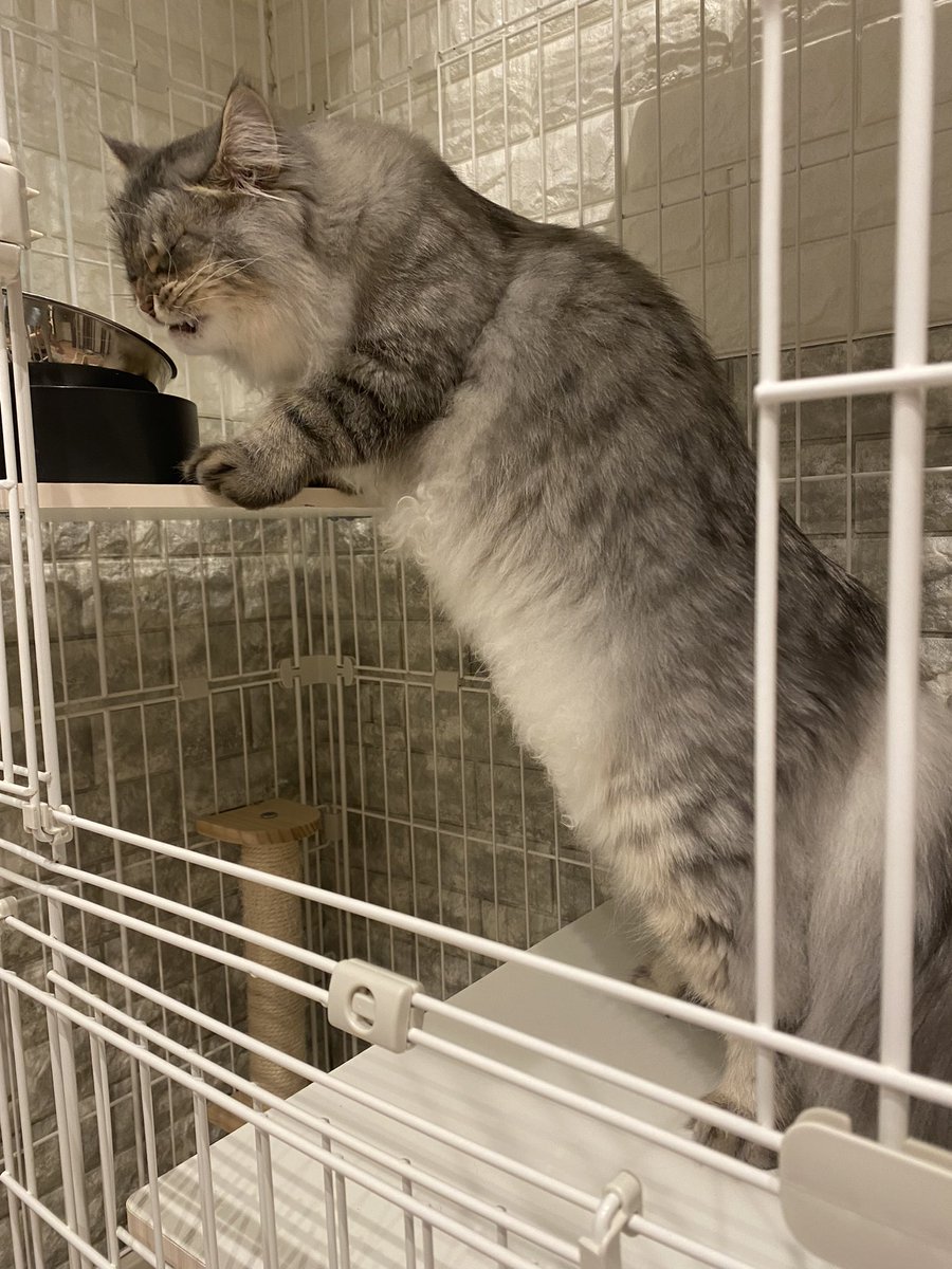 denden_1202's tweet photo. 食いしん坊は黙って立ち食い！

#これが俺のスタイル
#猫
#サイベリアン
#食いしん坊
#猫のいる暮らし
#猫好きさんと繋がりたい https://t.co/Bsc3BEcPqj