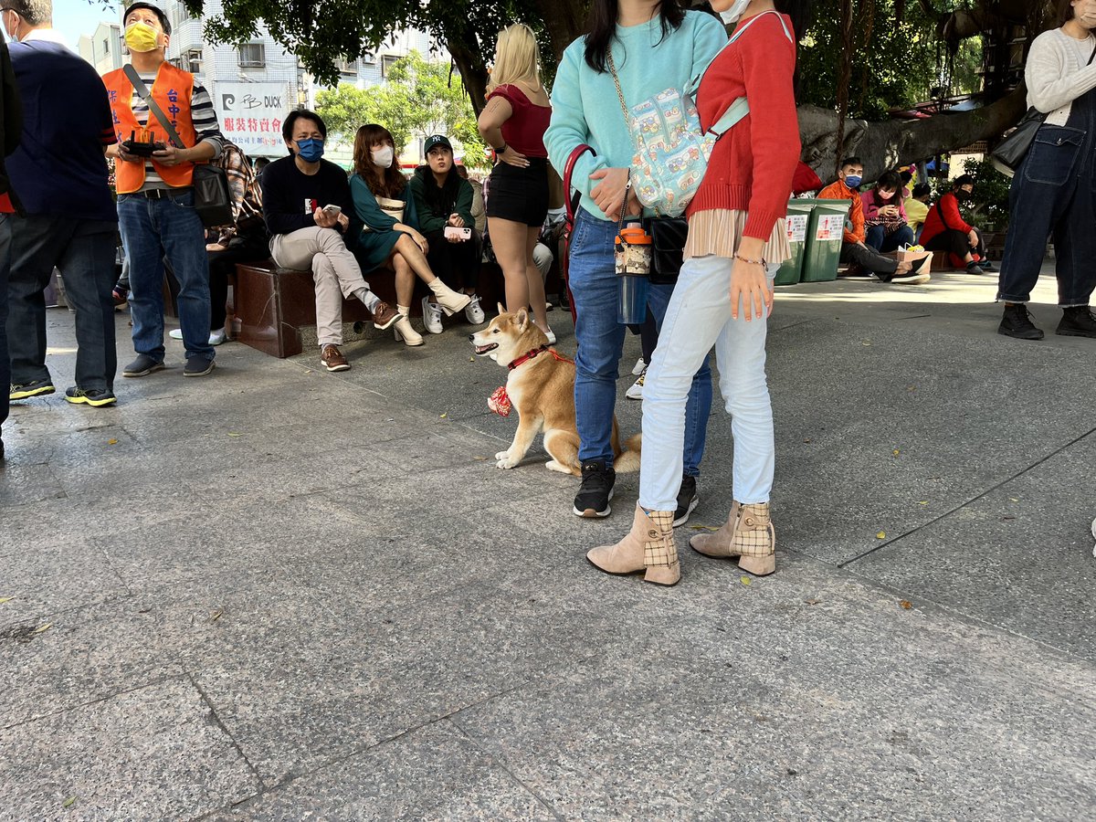 MtchLe's tweet image. Me encantan los perritos con sus arreglos rojos 🤩 #LunarNewYear