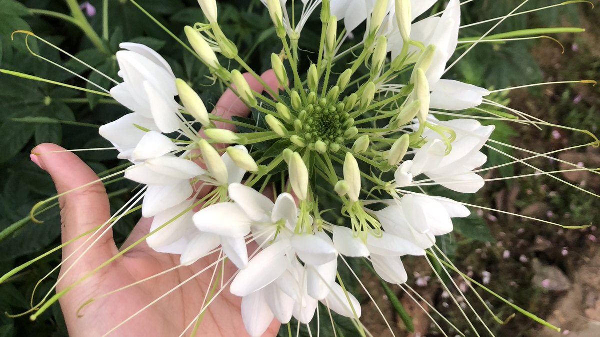 JaobearY's tweet photo. มช = ทุ่งดอกไม้✨💐 
#เชียงใหม่ #มช https://t.co/MjuqJp5IkI