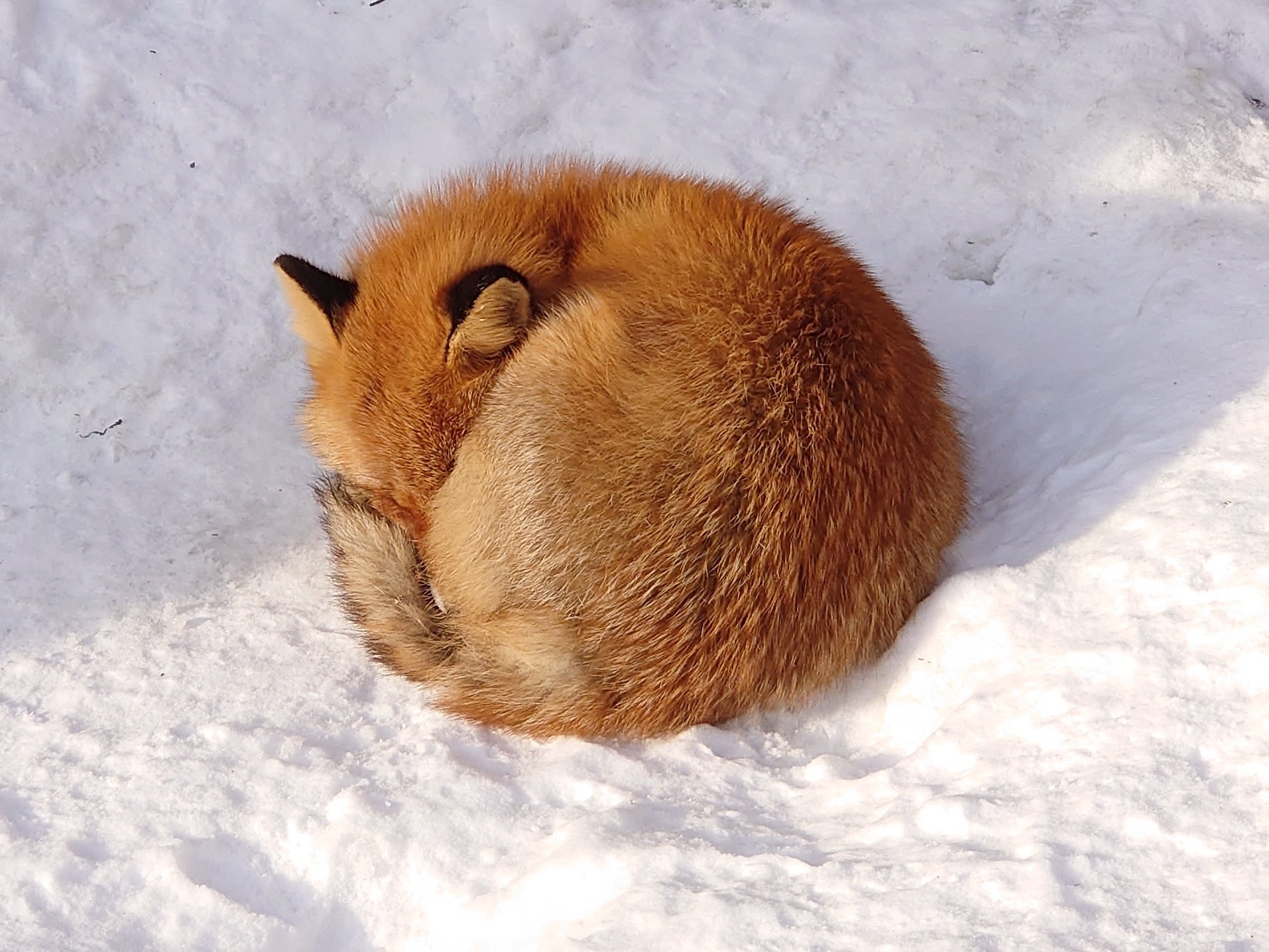 Cheng-Ren🦊🐺 على X: