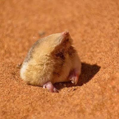 Dongurihou's tweet photo. 砂漠のもふもふ饅頭ことサバクキンモグラをみんなに知ってもらいたい
この子はホントに目がないんだよ https://t.co/ij9DCxc1kE