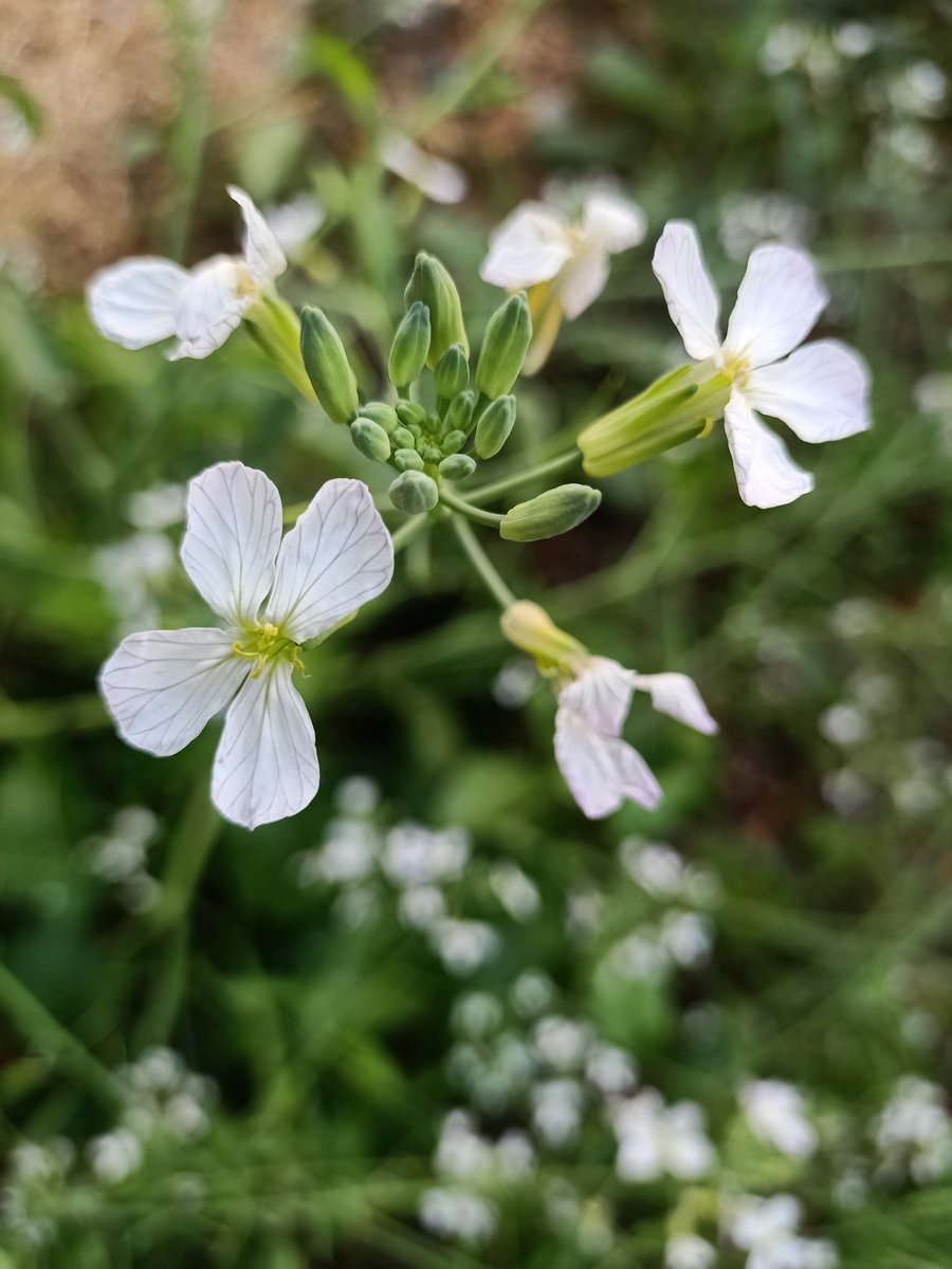 SimranKotwal4's tweet photo. Raphanus Sativus 
Cultivated Raddish 
@PhDVoice @PhDVoice 
#Botanist #plants https://t.co/ac5MvbYMYT