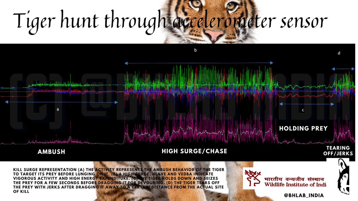 Tiger hunt as revealed through accelerometer - first of such insights from india <a href="/tigers/">Detroit Tigers</a> <a href="/technology/">Bloomberg Technology</a>. The dedicated efforts of <a href="/thewild_dodo/">Zehidul Hussain, PhD</a> #science #conservation <a href="/wildwithwolves/">Bilal Habib</a> <a href="/lucaborger/">Luca Borger</a> #vectronics_collars <a href="/ParveenKaswan/">Parveen Kaswan, IFS</a> <a href="/rameshpandeyifs/">Ramesh Pandey</a> <a href="/wii_india/">Wildlife Institute of India</a> <a href="/otocolobus/">Pallavi Ghaskadbi, PhD 🦊</a> <a href="/shaheerkhan/">Shaheer Khan, PhD 🇮🇳🐺</a>
