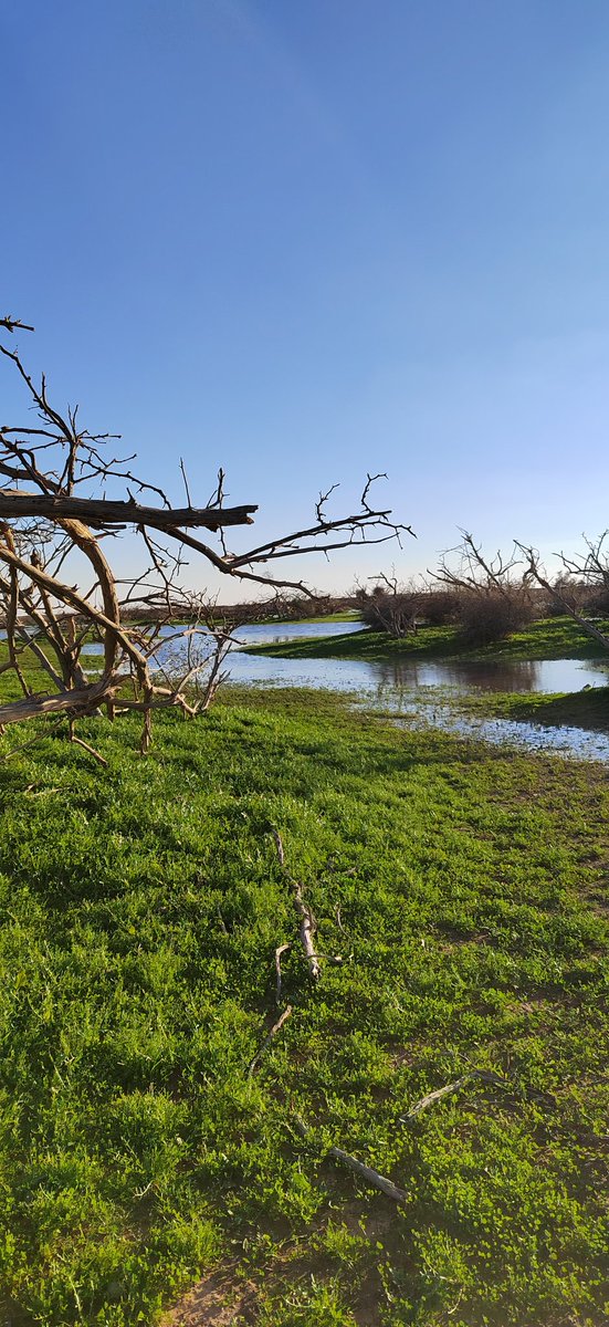 ان شاء الله يعود الصمان لسابق عهده من مشاهدتها لطلوع أشجار السدر الصغيره وفياض الصمان جميله بعد الحمى.