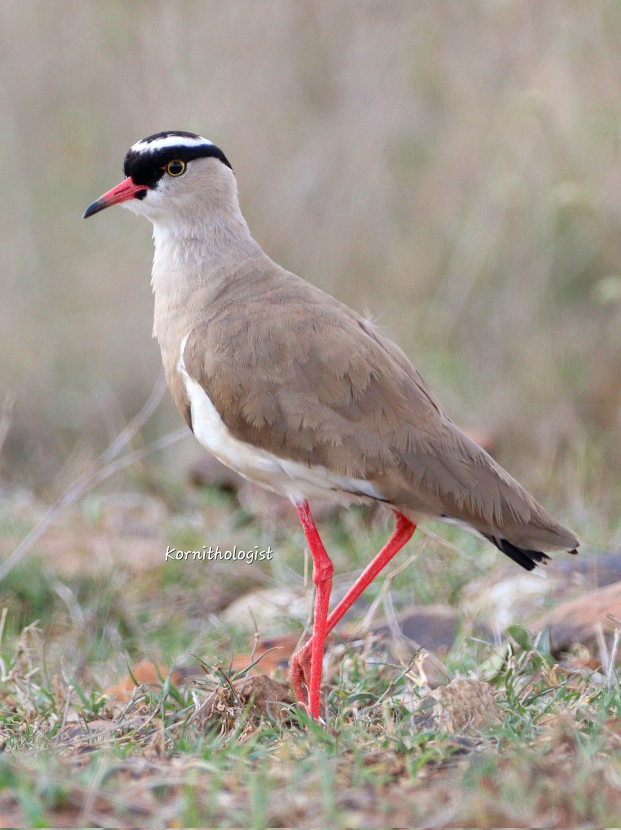 The Crowned Lapwing is a bold and noisy bird that is known to live up to 20 years.
#BirdsSeenIn2023 #Kenya #IndiAves  #ThePhotoHour #ThePhotoMode #birding #birdphotography #BirdsOfTwitter #birdwatching #art #BBCWildlifePOTD #birding #birds #Kenyanbirds #sundayvibes #IOC2023