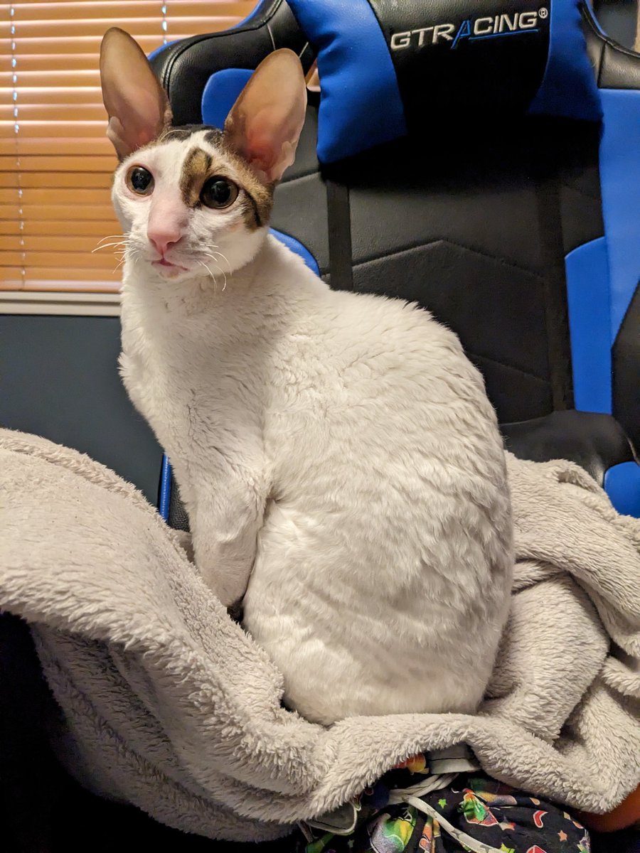 LAdesigirl's tweet photo. One of my great joys at playing ttrpgs over zoom is having this tiny terror use me as a cat tree randomly throughout the session https://t.co/jfIBwrtXoy