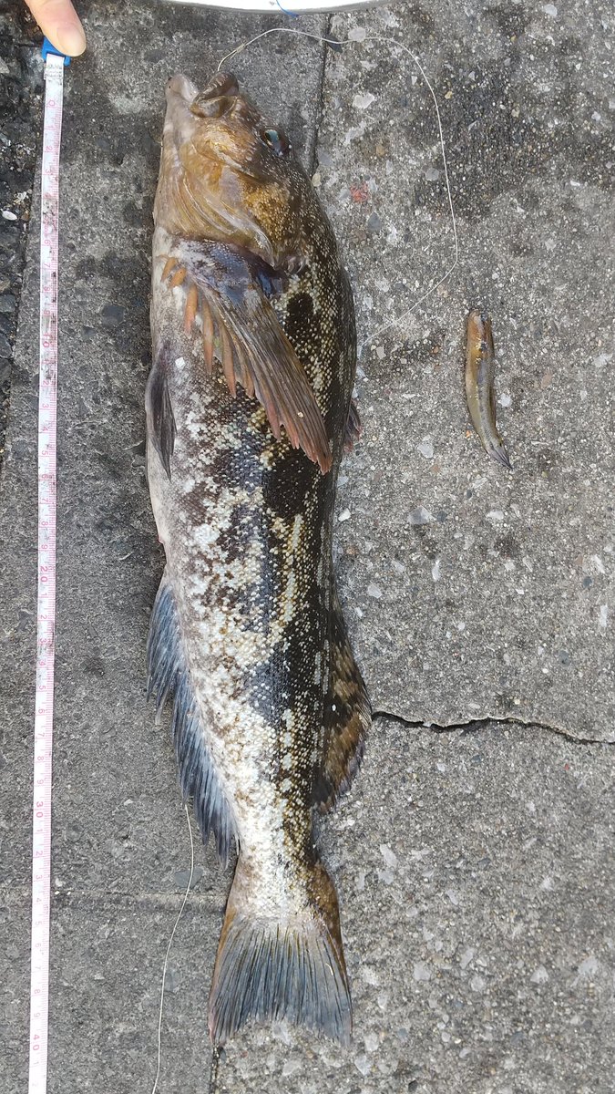 まさかの、、、ダボハゼの泳がせぶっこみで42センチのアイナメ釣れました！！