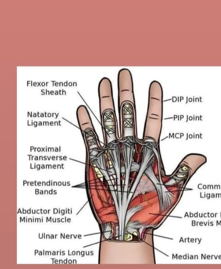 Fingers knowledge