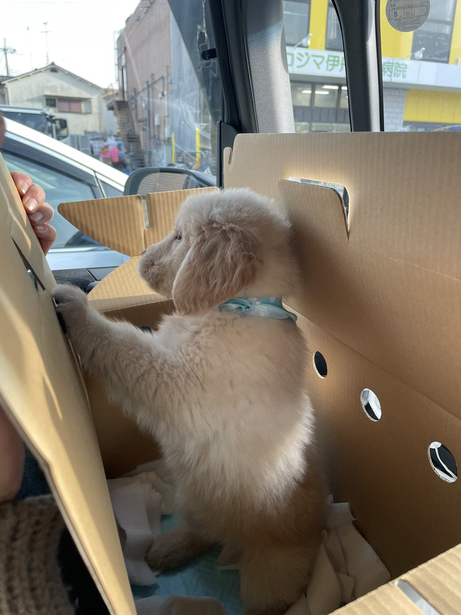 まる（わんこ）🐯⋆͛ tweet media