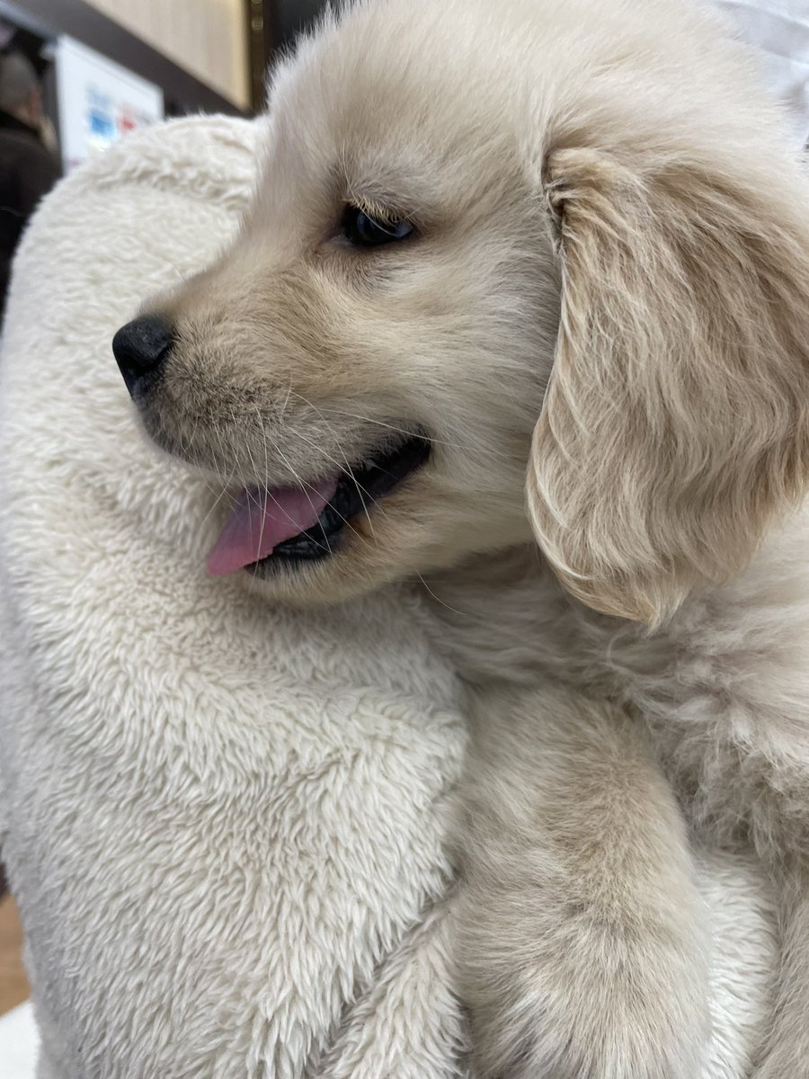 まる（わんこ）🐯⋆͛ tweet media