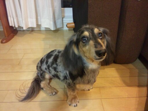 CrestWisteria's tweet photo. やっと気持ちも落ち着いて来たので
１月15日
19歳と６ヶ月
甘えん坊で気の優しい
我が家の息子
ジェフ君が
虹の橋へと旅立ちました
癒やしと楽しい時間をありがとう
この写真の様に普通に眠って居るような姿で旅立ちました
本当に長生きで
沢山の時間を一緒に過ごせて
幸せでした
#虹の橋 https://t.co/Chr6ST93bk
