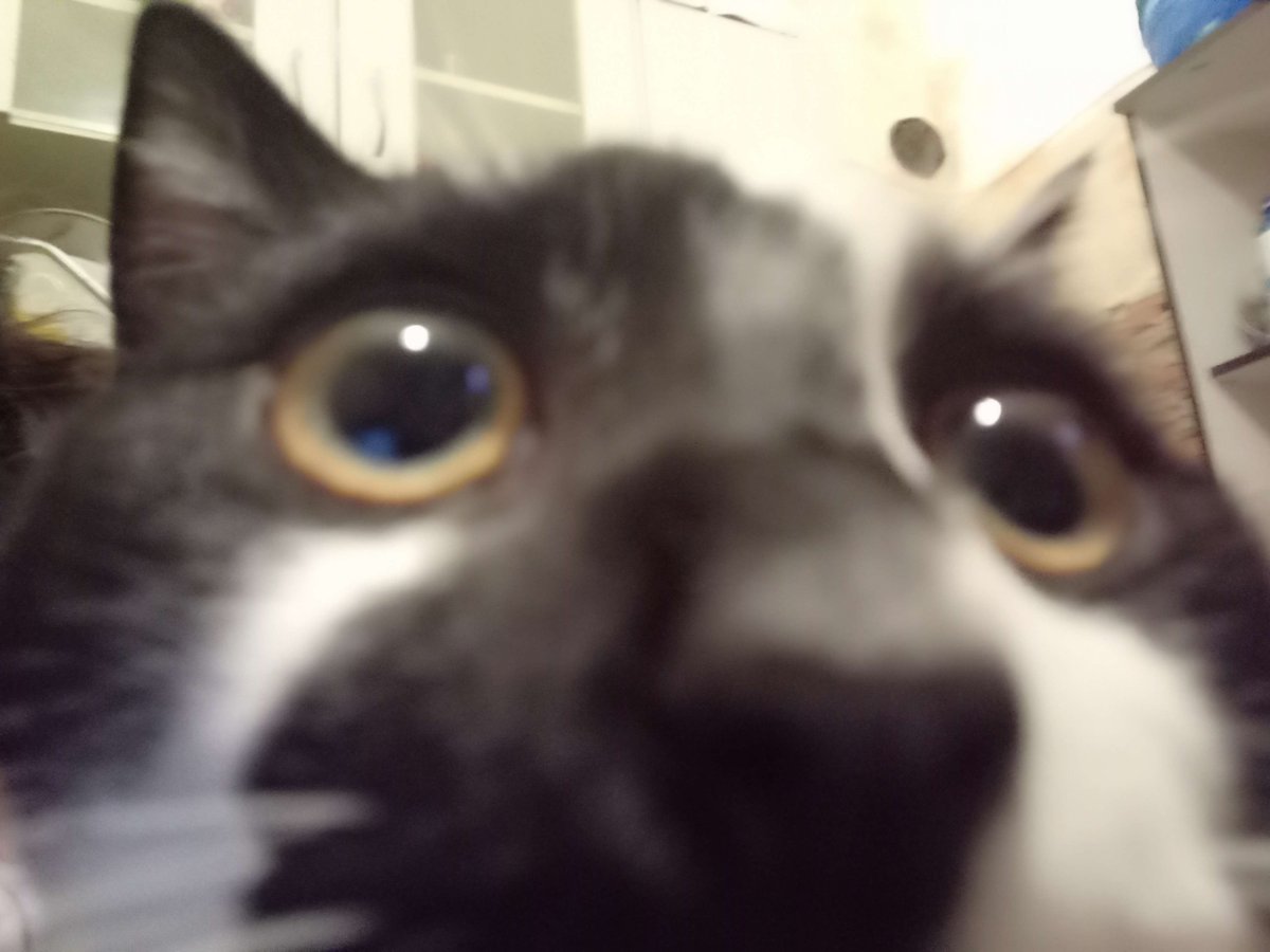 Epik__ii's tweet photo. sniff sniff i want followers neow https://t.co/wewDCBMX2Z