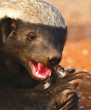 The school of Twitch chat... learning something new each and every day ⛅  <a href="/honeybadgersoce/">HONEYBADGERS</a>