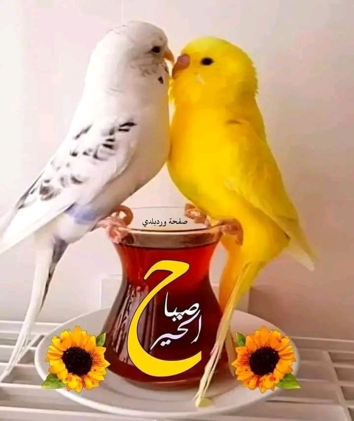 همسة الصباح😊
واشرقت شمس يوم جديد 
أبتسم ودع كل من حولك يبتسم .                              أبتسم فأن في الابتسامة راحة وصحة                             أبتسم ودع الحياة تشرق لك بألوانهااااا الزاهية الزاهية 
 أبتسم وتوكل على اللّه وتفائل
  صباحكم همة ونشاط 😊