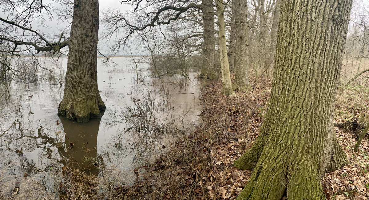 In één van de schaarse hardhout-ooibossen langs de IJssel - in Fortmond- is het hoge rivierwater genaderd tot aan de rand met eiken.