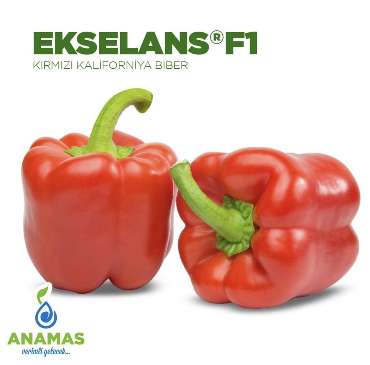 anamastohum's tweet photo. 📌 Ekselans F1
Soğuk performansı yüksek, kaliforniya biber.
.
.
.
.
#anamas #tohum #verimli #gelecek #hibrit #sebze #biber #kaliforniya #ıslah #arge #hybridvegetableseeds #pepperseeds #breeding https://t.co/4SfA8cR3ax