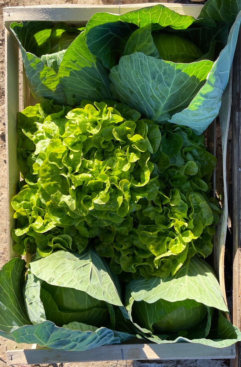 alrebalaje's tweet photo. Del huerto a la mesa…
… hoy, berza de coles malagueña.

Frutos de la finca de Pepe Álvarez en Coín, trabaja en Calma, un proyecto que ya es mandamiento.

Avíos ibéricos, rondeños, y pedrosillano.

Y lo mejor, el aroma del apio al puchero en toda la casa. https://t.co/IVPy3UJxmz