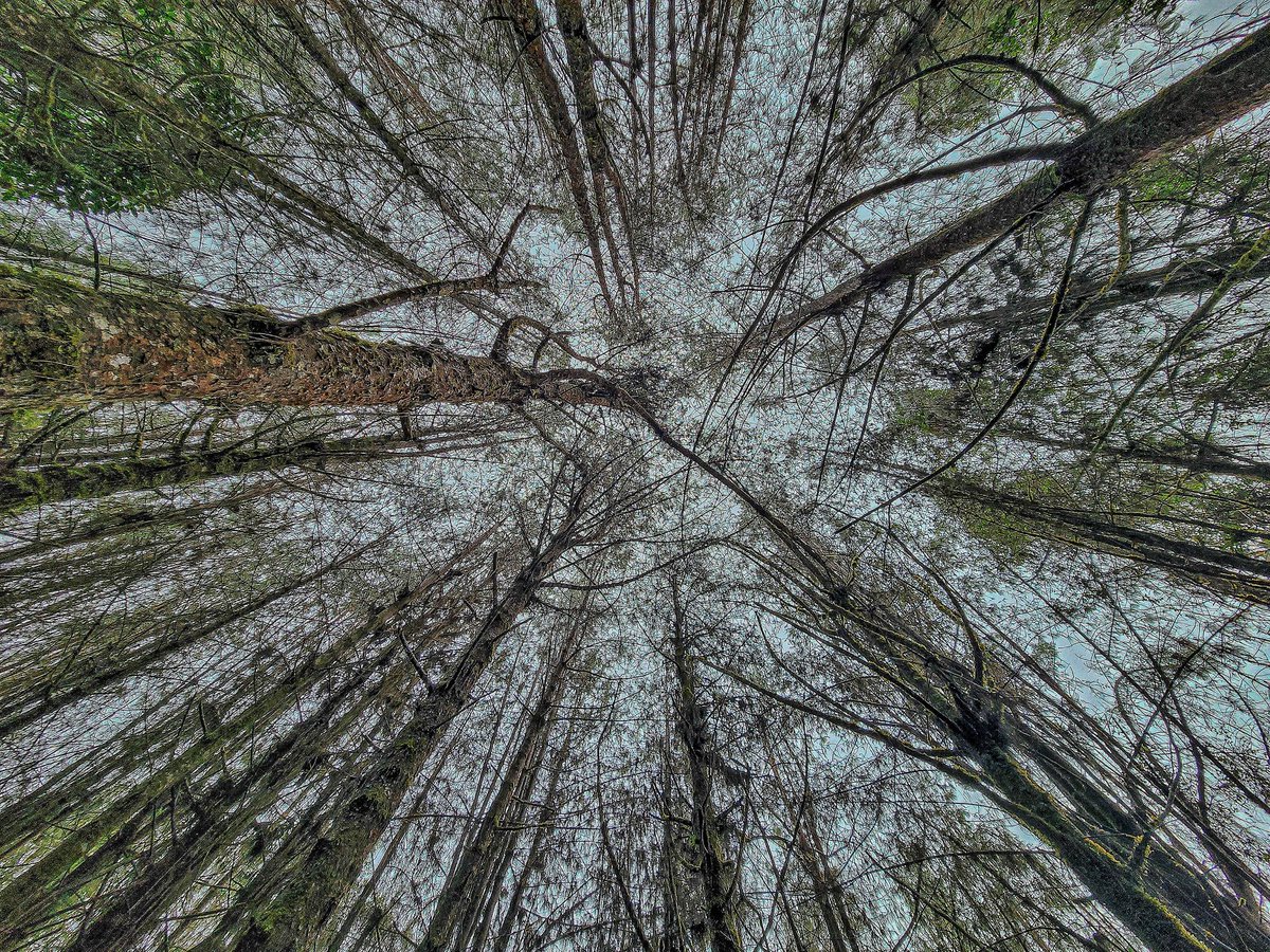 darknielv's tweet photo. #nature #bosque #DOMINGO #Dias https://t.co/RTKJn0iwSW