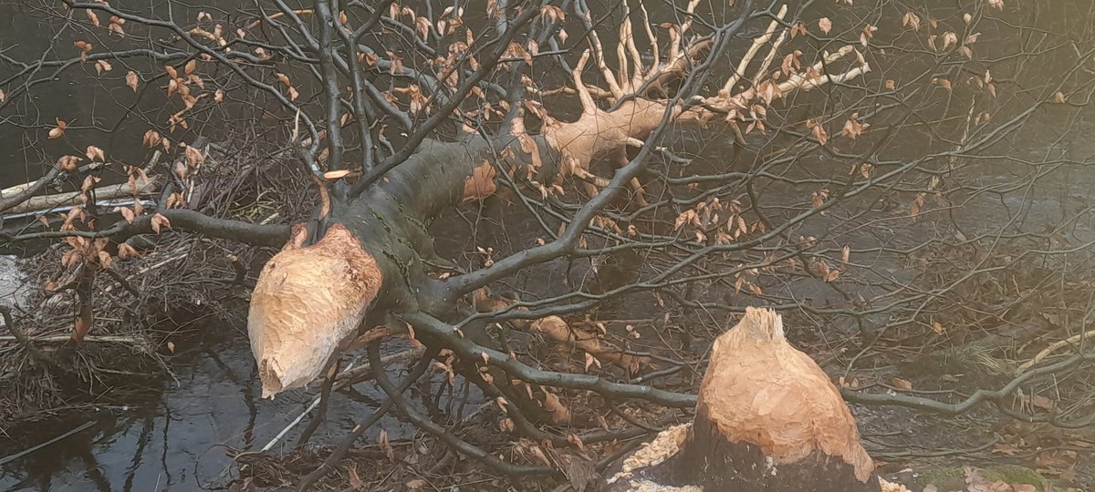 aquila_cic's tweet photo. Lots of new beaver activity on the river near us. Can't wait until the days get longer so we can sit out and watch them and show them to others. 

#BeaverTerritory #beaver #riverwatch #Tours #stfillans #perthshire https://t.co/YjTkQoSjie