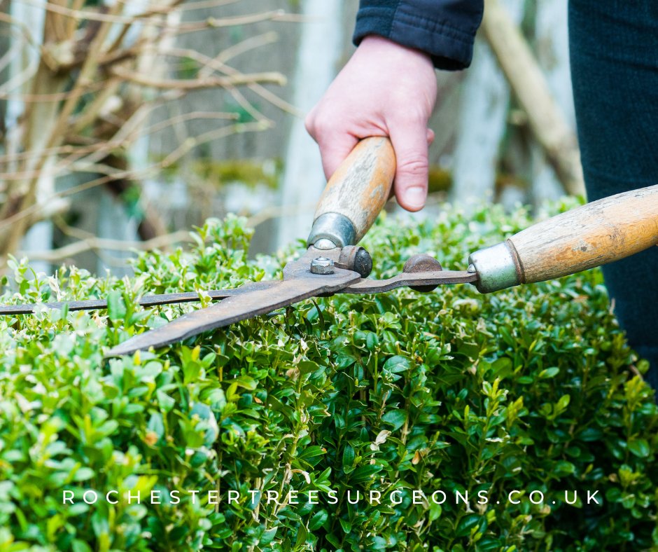 rochester_tree's tweet image. Frustrated with tree problems? Rochester Tree Surgeons is here to solve them! We do tree cutting, stump grinding, and other tree surgery services!
#treeservices #treecutting #treeproblems
