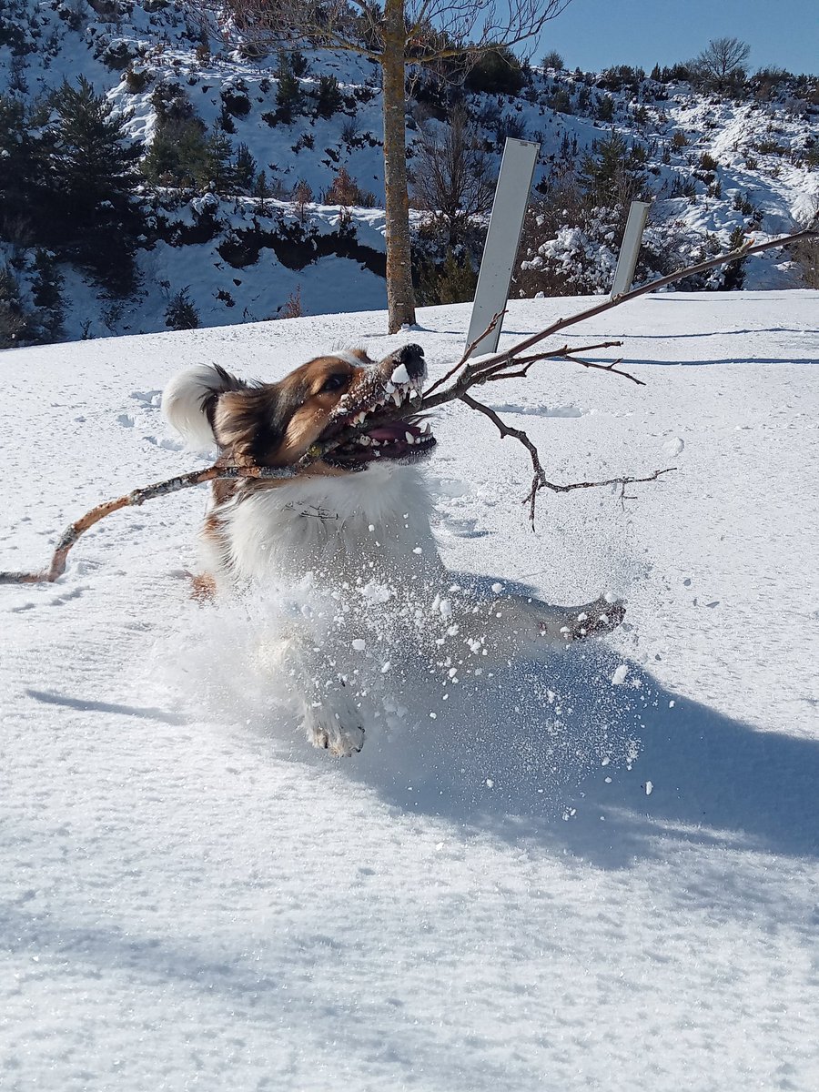 mboffelli74's tweet photo. Creo que a mi perro le gusta la nieve... 😂😂 #invierno #Huesca #mascotas https://t.co/p9krFRUI14