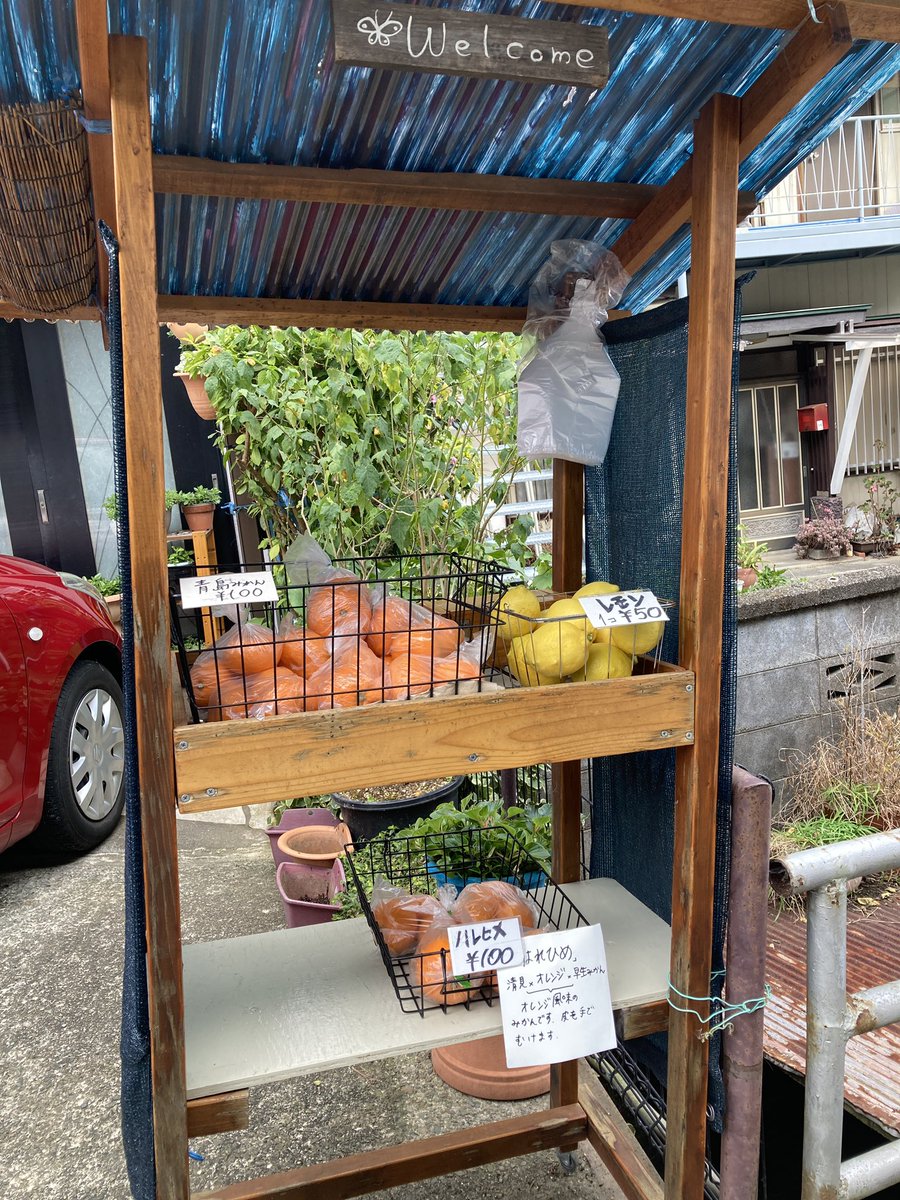 kaogreen1969's tweet photo. 遅めの冬休み２日目①。湯河原の町を駅までぶらぶら。万葉公園→五所神社の樹齢850年ご神木のクスノキ。無人販売の「ハレヒメ」というみかん。甘くて美味しかった！ https://t.co/cpv1yOjU2E