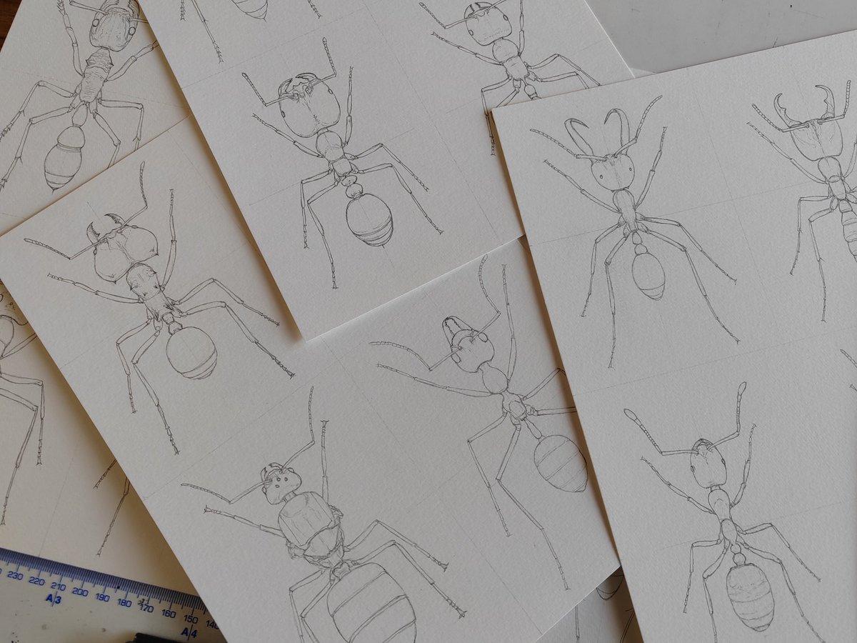 CNahaboo's tweet photo. Ants ants ants, and ants. Roughs in the works https://t.co/FUadf40Rha