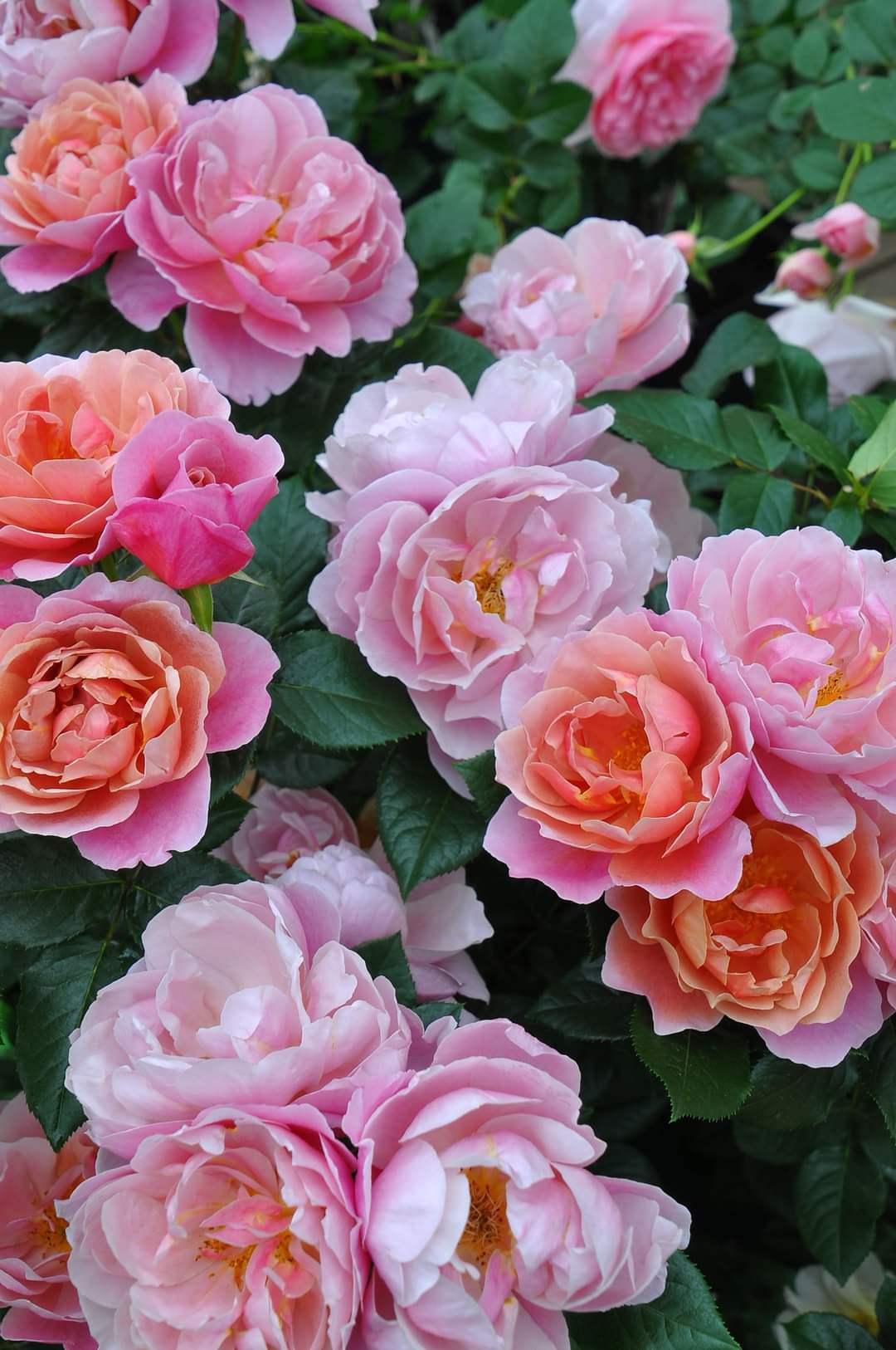 美品✨ ビンテージ ピンクのヒツジ サンラバー Pinky&Dianne - Pinky&Dianne / ピンキーアンドダイアン