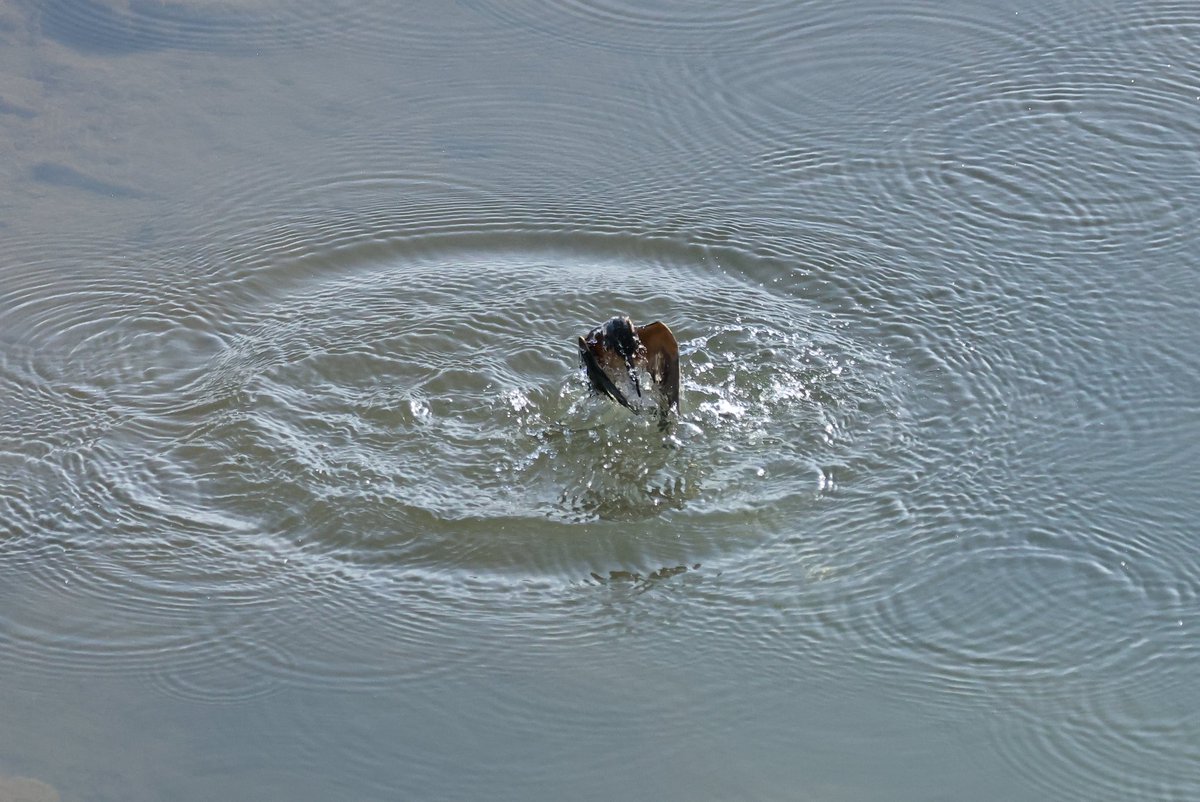 yamaB747's tweet image. カメラを変えて撮って見たかったカワセミを撮影してきました😊
やっぱり新しいカメラのAFは凄いですね～‼️
初めて水面の写真が撮れたので、次回は飛び込みを頑張ろうーと😁

#カワセミ
#EOSR6mark2